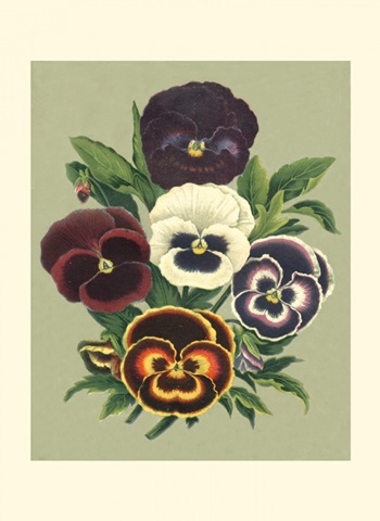 Tricolor Pansies I
