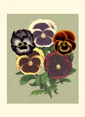 Tricolor Pansies II