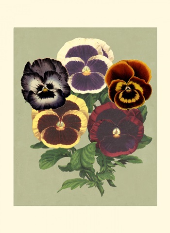 Tricolor Pansies II