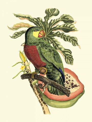 Tropical Birds and Botanicals II