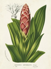 Tropical Bromeliad I