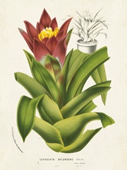 Tropical Bromeliad II