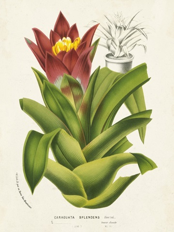 Tropical Bromeliad II