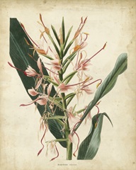 Tropical Delight III