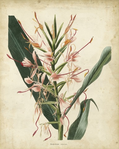 Tropical Delight III