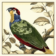 Tropical Parrot II