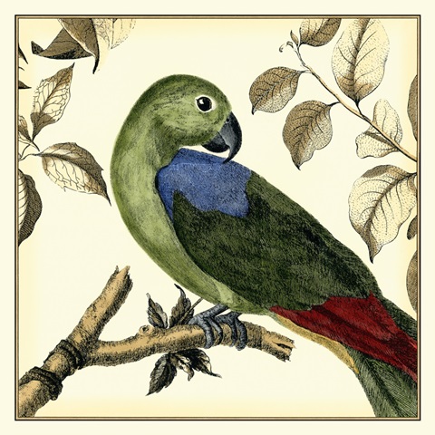 Tropical Parrot III