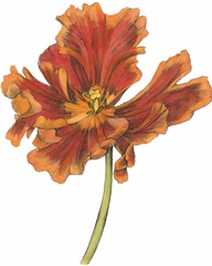 Tulip Beauty I
