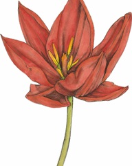 Tulip Beauty IV