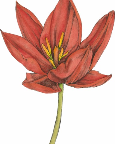 Tulip Beauty IV