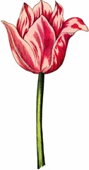 Tulip Time I