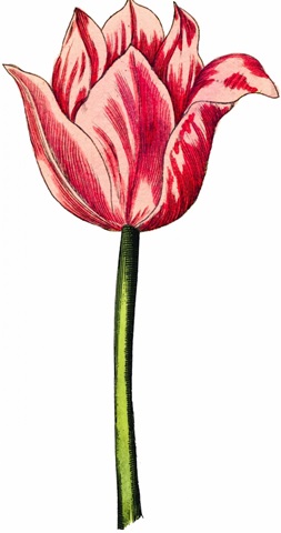 Tulip Time I