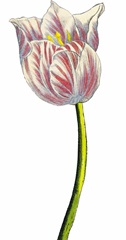 Tulip Time II