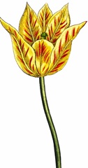 Tulip Time III