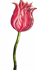 Tulip Time IV