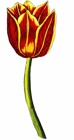 Tulip Time VI
