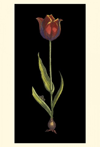 Tulipe