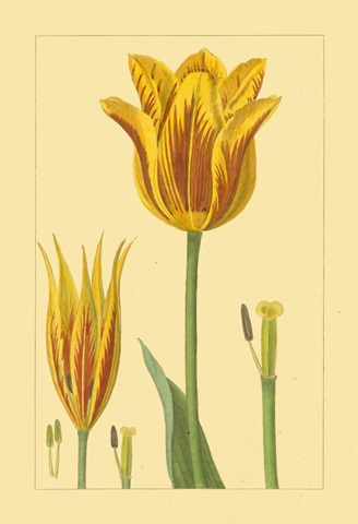 Tulipe Bossuelle