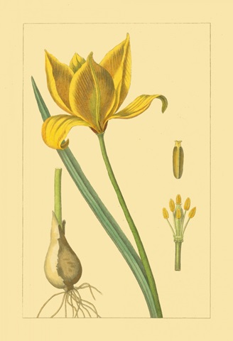 Tulipe Sauvage