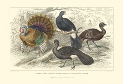 Turkey and Curassows