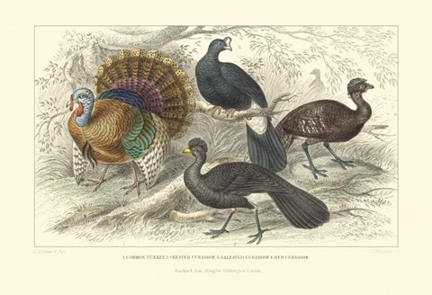 Turkey and Curassows