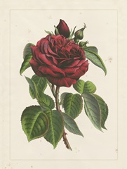 Van Houtteano Rose I