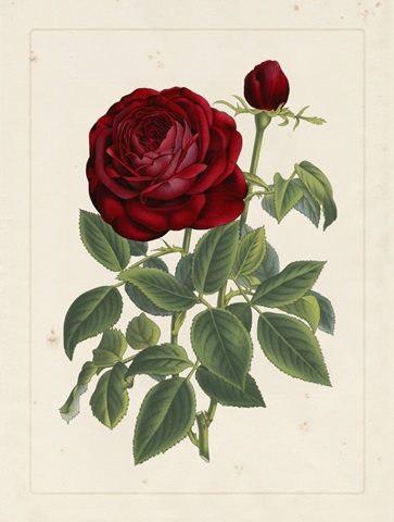 Van Houtteano Rose II