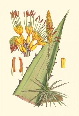 Vibrant Tropicals II