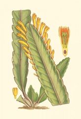 Vibrant Tropicals III