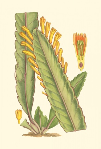 Vibrant Tropicals III