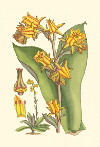 Vibrant Tropicals VI