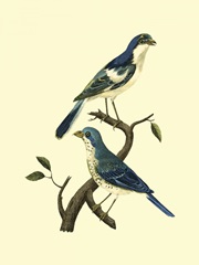 Vintage Bird Pair I