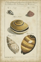 Vintage Shell Study IV
