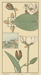 Water Lily I