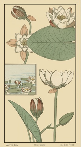 Water Lily I