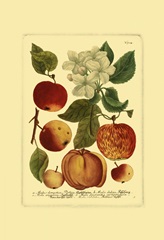 Weinmann Fruits I