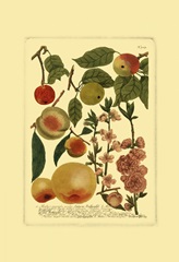 Weinmann Fruits II