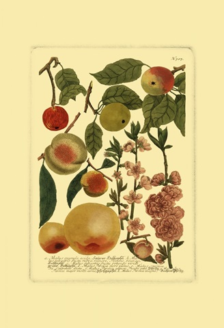 Weinmann Fruits II