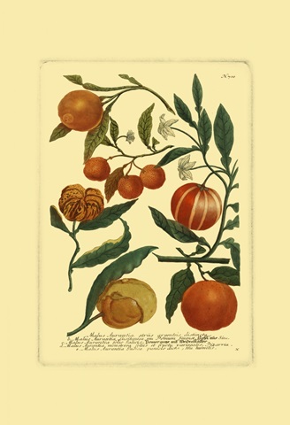 Weinmann Fruits III