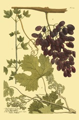 Weinmann Grapes I