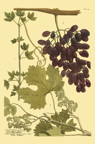 Weinmann Grapes I