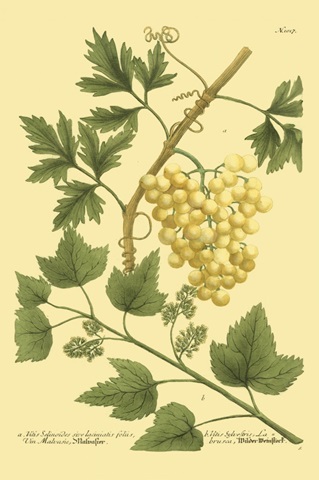 Weinmann Grapes II