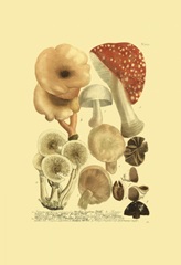 Weinmann Mushrooms I