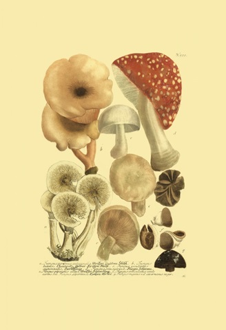 Weinmann Mushrooms I