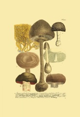 Weinmann Mushrooms II