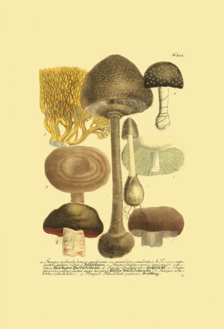 Weinmann Mushrooms II