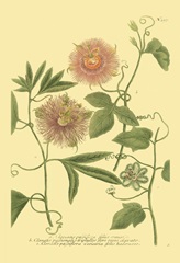 Weinmann Passion Flower II