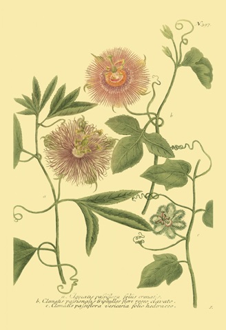 Weinmann Passion Flower II