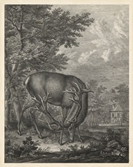 Woodland Deer IV