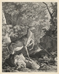 Woodland Deer VII
